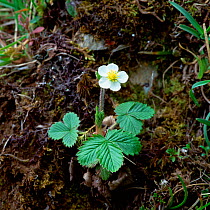 Wild strawberry plant and flower (Fragaria vesca) Monawilkin ASSI, County Fermanagh, Northern Ireland, UK, May
