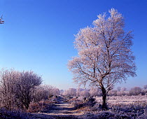 Winter landscape with hoar frost, Brackagh Moss NNR, Portadown, County Down, Northern Ireland, UK, January 2000