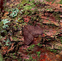 Winter moth (Operophtera brumata) Moy, County Armagh, Northern Ireland, UK, November