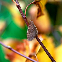 Winter moth (Operophtera brumata) Rehaghy Mountain, County Tyrone, Northern Ireland, UK, November