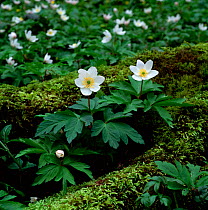 Wood anemone (Anemone nemorosa) flowering in woodland, Clare Glen, County Armagh, Northern Ireland, UK, March