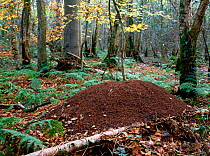 Woodland nest of the Scottish wood ant (Formica aquilonia) Annagarriff Wood NNR, Peatlands, County Armagh, Northern Ireland, UK, November