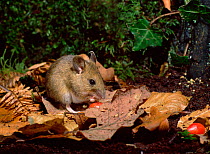 Wood mouse (Apodemus sylvaticus) amongst leaf litter and berries, Tollymore Forest, County Down, Northern Ireland, UK, October