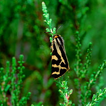 Wood tiger moth (Parasemia plantaginis)  resting on heather plants, County Offaly, Republic of Ireland, May