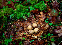 Woodcock (Scolopax rusticola) nest with eggs, County Fermanagh, Northern Ireland, UK, April