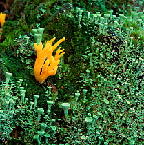Yellow antler fungus (Calocera viscosa) amongst fruiting bodies of lichen, Annagarriff Wood NNR, Peatlands, County Armagh, Northern Ireland, UK, October