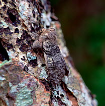 Yellow horned moth (Achlya flavicornis) County Fermanagh, Northern Ireland, UK, March
