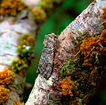 Yellow horned moth (Achlya flavicornis) Annagarriff Wood NNR, Peatlands, County Armagh, Northern Ireland, UK, March