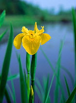 Yellow iris (Iris pseudacorus) flowering beside lake, Hillsborough Park, County Down, Northern Ireland, UK