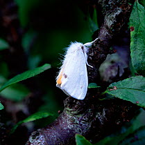Yellow-tail moth (Euproctis similis) Castle Espie, County Down, Northern Ireland, UK, July