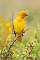 Cape Weaver (Ploceus capensis) perching on vegetation, Addo National Park, Eastern Cape, South Africa