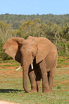Young bull African Elephant (Loxodonta africana) in grassland, Addo National Park, Eastern Cape, South Africa