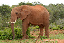 African Elephant (Loxodonta africana) Addo National Park, Eastern Cape, South Africa