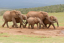 African Elephant (Loxodonta africana) family group, running toward waterhole. Addo National Park, Eastern Cape, South Africa
