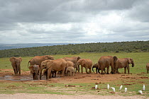 African Elephant (Loxodonta africana) family group at waterhole. Addo National park, Eastern Cape, South Africa