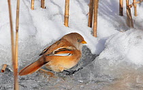 Female Bearded Reedling (Panurus biarmicus)  on the ground in frozen reedbed, Espoo Finland February