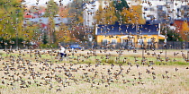 Flock of Brambling (Fringilla montifringilla) flying over parkland in urban area, Helsinki, Finland, October