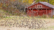 Flock of Brambling (Fringilla montifringilla) flying over grassland, Helsinki Finland October 2008,