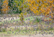 Flock of Brambling (Fringilla montifringilla) flying over grassland,  Helsinki Finland October 2008