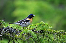 Male Brambling (Fringilla montifringilla) perched in pine branches, in summer plumage,  Kuusamo June