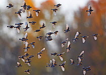 Flock of Brambling (Fringilla montifringilla) in flight, Helsinki Finland October 2008