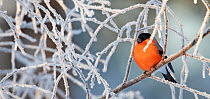 Male Bullfinch (Pyrrhula pyrrhula) perched on frost covered branches, Kuusamo, Finland, January