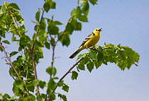 Male Citrine Wagtail (Motacilla citreola) singing from perch in tree branch, Oulu Finland, June