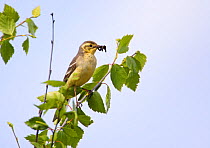 Female Citrine Wagtail (Motacilla citreola) carrying insect prey, Oulu, Finland, June