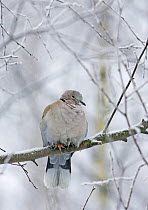 Collared Dove (Streptopelia decaocto) Liminka Finland, February
