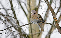 Collared Dove (Streptopelia decaocto) Liminka Finland, January