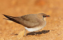 Collared Pratincole (Glareola pratincola) with insect prey, Israel, March