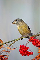 Female Common Crosbill (Loxia curvirostra) perched on branch with berries, Helsinki, Finland November