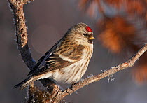Arctic Redpoll (Carduelis hornemanni) perched on branches, Inari, Finland, April