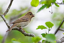 Female Common Rosefinch (Carpodacus erythrinus) calling, perched on branches, Estonia, May