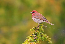 Male Common Rosefinch (Carpodacus erythrinus) perched on top of pine tree, Estonia, May