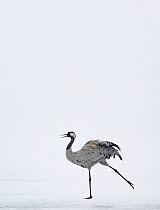 Common Crane (Grus grus) displaying in snow, Kuusamo Finland, April (Some background added.)