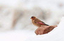 Female Crimson-winged finch (Rhodopechys sanguinea) perched in snow, Morocco, February