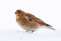 Female Crimson-winged Finch (Rhodopechys sanguinea) feeding in snow, Morocco, February