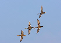 Small flock consisting of three male and one female Gadwall (Anas strepera) in flight, Hungary, May