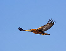 Golden Eagle (Aquila chrysaetos) in flight, Posio, Finland, March