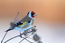 Goldfinch (Carduelis carduelis) perched on teasels,  Helsinki, Finland, December