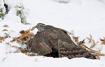 Goshawk (Accipiter gentilis) feeding and mantling /covering carcass with wings, Heinola, Finland, January