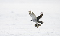 Northern Goshawk (Accipiter gentilis) in flight carrying Grey Partridge (Perdix perdix) Liminka, Finland, January