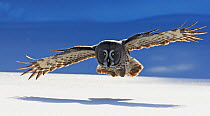 Great Grey Owl (Strix nebulosa) flying low over snow covered ground, Tornio, Finland, March. Magic Moments book plate.