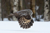 Great Grey Owl (Strix nebulosa) in flight low over snow covered ground, Raahe, Finland, March