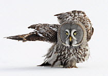 Great Grey Owl (Strix nebulosa) folding wings, after landing  on snow covered ground,  Raahe, Finland, March