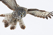Great Grey Owl (Strix nebulosa) hunting, Tornio, Finland, March