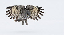 Great Grey Owl (Strix nebulosa) taking off into flight from ground, Tornio, Finland, March. Magic Moments book plate.