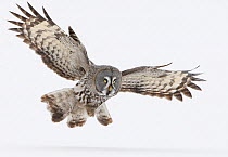 Great Grey Owl (Strix nebulosa) in flight over snow covered ground, Tornio, Finland, March