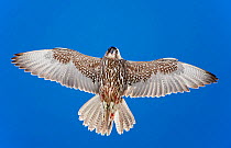 Gyrfalcon (Falco rusticolus) in flight, from directly below, Norway, July. Magic Moments book plate.
